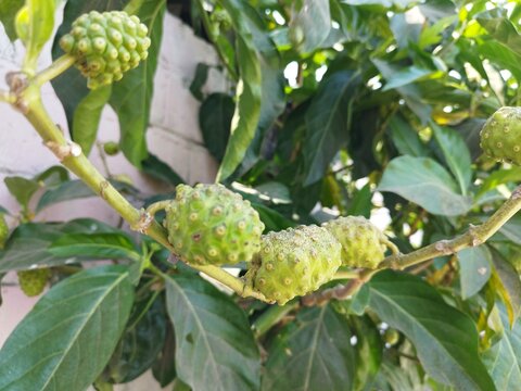 
Green Noni Fruits Growing Naturally on a Wild Tree
Description:
Close-up of green noni fruits (Morinda citrifolia) growing naturally on a tree among lush green leaves. Noni is tradit