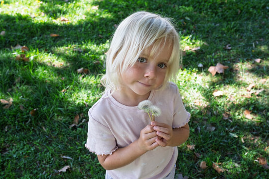 Cute blonde little girl holding dandelion flowers on green lawn