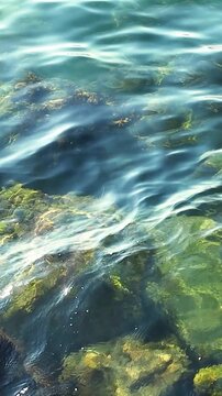 Underwater scene displays rocky seabed with green algae and clear water, as waves create ripples and movement over the stones in a coastal setting