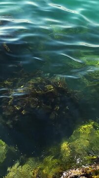 Underwater scene displays rocky seabed with green algae and clear water, as waves create ripples and movement over the stones in a coastal setting