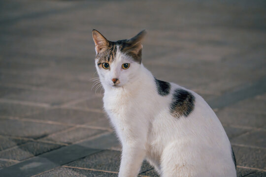 White and tabby cat sitting on stone pavement looking alert