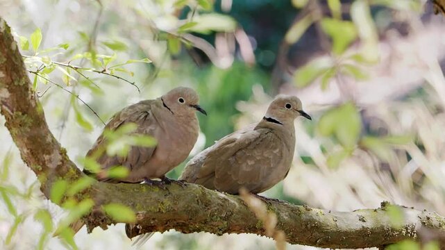 Eurasian collared dove showing detailed feathers and eye with a soft background