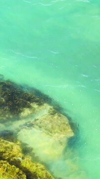 Clear turquoise water gently laps against rocky shoreline, showcasing vibrant seaweed and marine life along the coast in a tropical setting