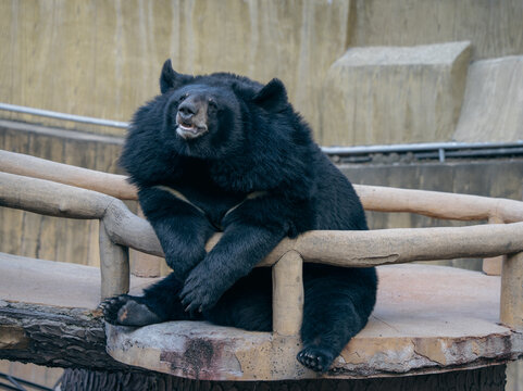 Lazy sloth bear lounging on wooden platform in zoo enclosure