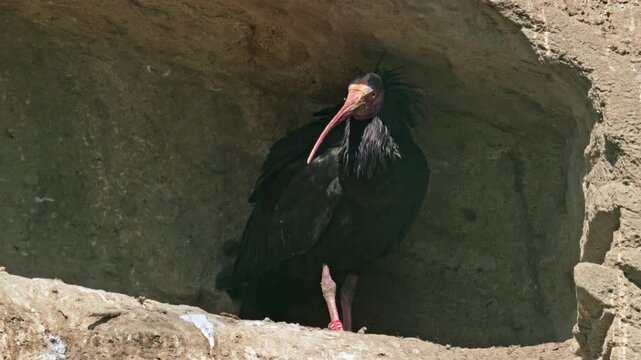 northern bald ibis, hermit ibis, or Waldrapp (Geronticus eremita)