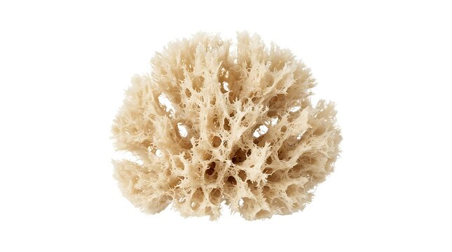 Textured natural organic sea sponge for bathing, skincare, and gentle exfoliation, isolated on a clean white background