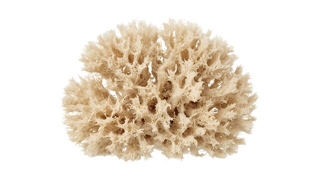 Natural sea sponge isolated on a white background for marine life and decoration concepts