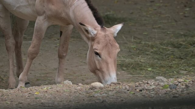 Turkmenian kulan (Equus hemionus kulan), or Transcaspian wild ass, or Turkmenistani onager