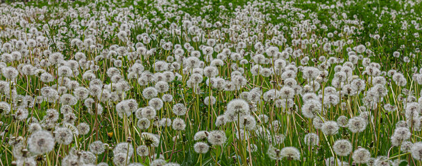 Common dandelion seeds scatter among vibrant green grass in a sunny field during springtime © Oleh Marchak