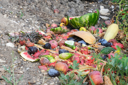 Domestic waste for compost from fruits and vegetables in garden.