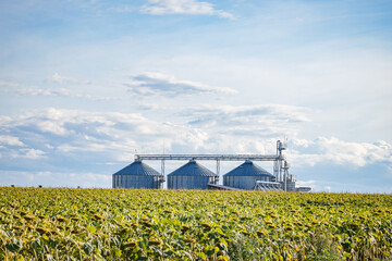Modern grain silos and storage facility behind green crop field with beautiful cloudy sky © Cristi