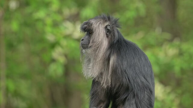 lion-tailed macaque (Macaca silenus) monkey portrait