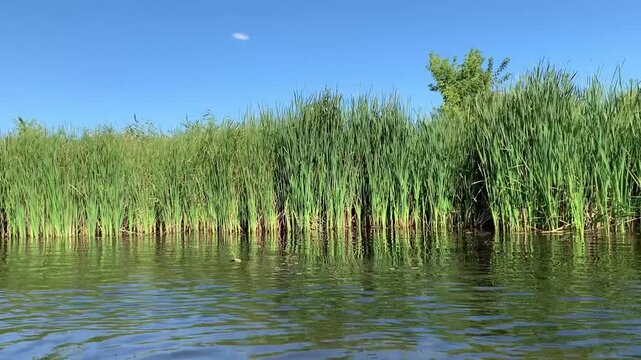 Scenic view of lush green reeds growing along the calm water edge under a clear blue summer sky