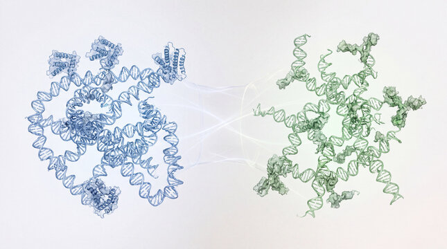 Molecular Structure Comparison of RSV Subtype A and Subtype B