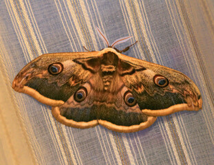 Giant Peacock Moth (Saturnia pyri) with large distinctive eye spots resting on a striped fabric surface. © VOLODYMYR KUCHERENKO