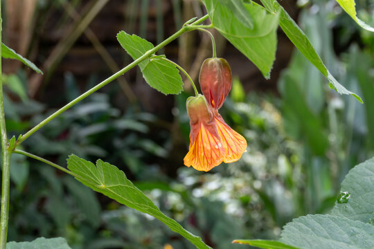 Chinese lantern plant, Abutilon flowering maple with orange flowers. Selective focus.