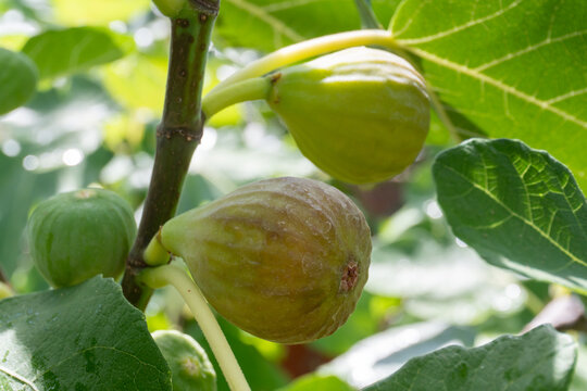 Ficus carica 'Violette Sepor' fig with dark purple skin and deep red flesh when ripened