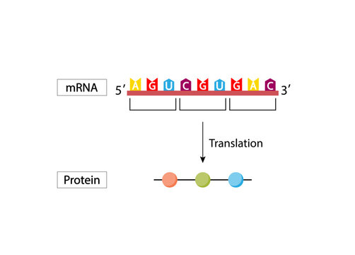 Translation, mRNA directs protein synthesis. mRNA and Protein synthesis. Genetic code. Vector illustration.