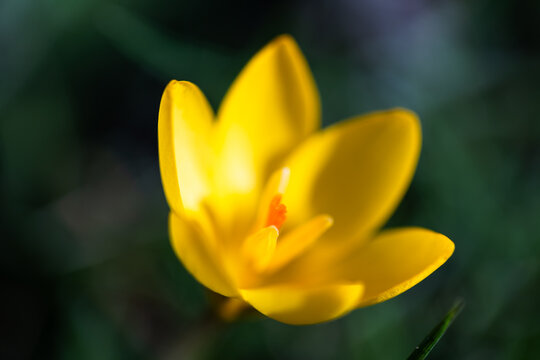 Close-up of vibrant yellow crocus flower blooming in spring