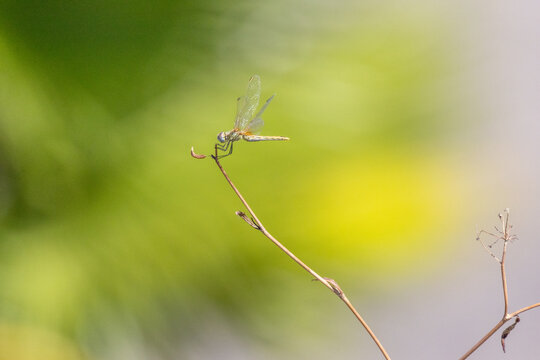 Dragonfly perching on a dry twig in nature