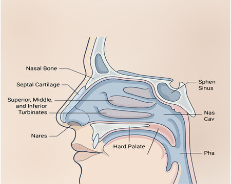 illustration of anatomy of the nasal cavity