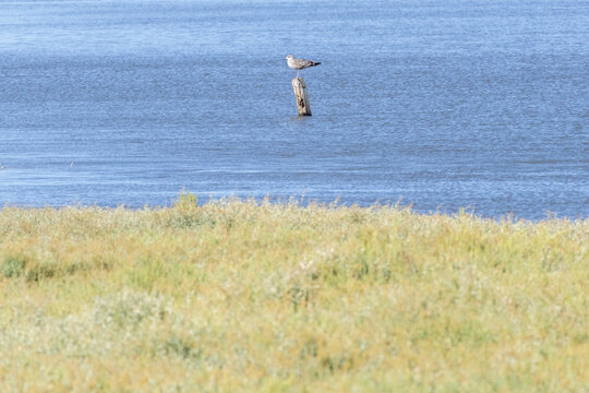 Seagull resting on wooden post in tagus river