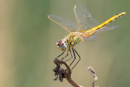 Yellow dragonfly perched on dry branch catching sunlight