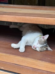 cat on the table © Akari