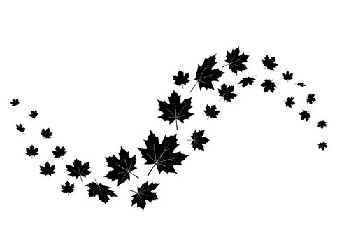 Black maple leaf silhouette trail vector, falling autumn leaves in wind wave pattern, minimalist foliage decorative border for seasonal design