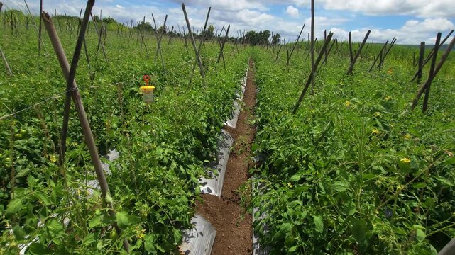 Crossed bamboo support trellises and plastic mulching line the rows of a sprawling tomato farm alongside a yellow pheromone funnel trap, highlighting modern soil management and crop protection.