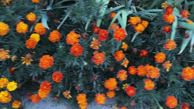 Bushes of French marigold with orange, yellow and red flowers