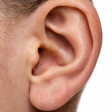 Human Ear Structure Auricle Detail Isolated On White Background Medical Audiology Hearing