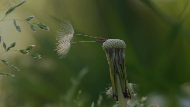 Dandelion seed moves with wind. Dandelion fluff shows natural dispersal. Springtime dandelion closeup feels delicate. Soft dandelion concept suggests freedom.