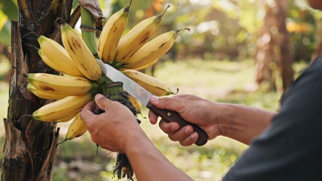 Farmer cutting a bunch of ripe yellow bananas from a tree with a knife
