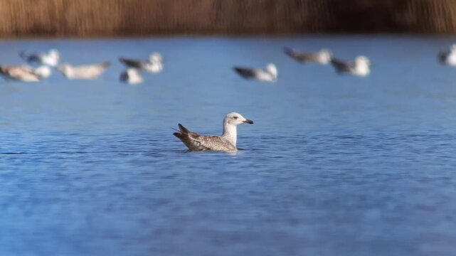 Group of Herring Gulls swimming in pond, basking in warm winter sun, adult waterfowl resting together, 4K wildlife footage, Germany