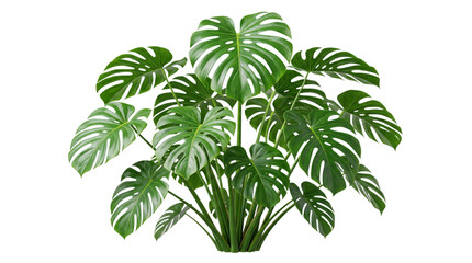 Large monstera deliciosa plant with isolated on png transparent background © Isolated Hub