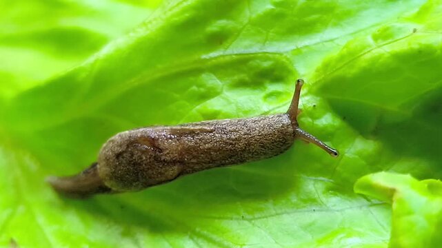 Macro Snail Crawling on Organic Green Lettuce Leaf in Garden. A Detailed Look at Garden Pests Damage and Environmental Pests Impacting Vegetable Quality in Local Urban Farming and Agriculture.