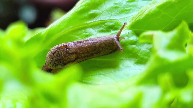Macro Snail Crawling on Organic Green Lettuce Leaf in Garden. A Detailed Look at Garden Pests Damage and Environmental Pests Impacting Vegetable Quality in Local Urban Farming and Agriculture.