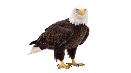 Fototapeta premium Bald eagle facing forward, standing on transparent isolated on png transparent background