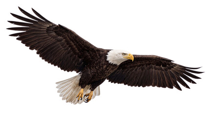 Fototapeta premium Bald eagle in flight with wings extended, white isolated on png transparent background
