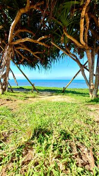 palm trees on the beach