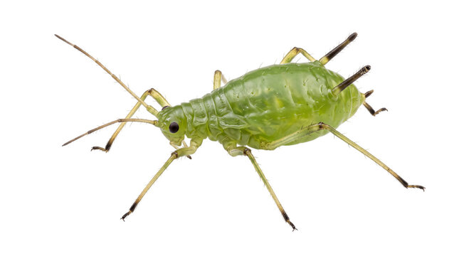 Green aphid insect close-up, side view, detailed isolated on png transparent background