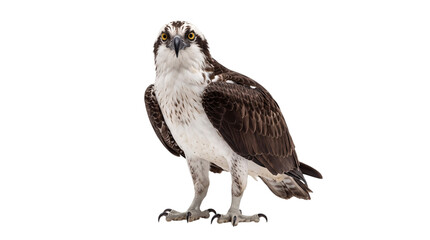 Obraz premium Osprey bird standing facing forward on white isolated on png transparent background