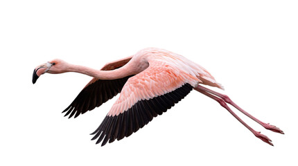 Pink flamingo in mid-flight with wings extended isolated on png transparent background © Isolated Hub