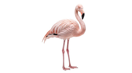 Pink flamingo standing on one leg with neck curved isolated on png transparent background © Isolated Hub