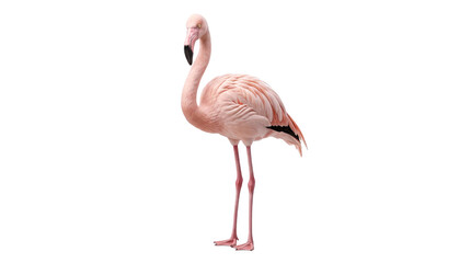 Side view of a pink flamingo standing tall on one isolated on png transparent background © Isolated Hub