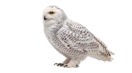 Snowy owl standing png transparent background © Isolated Hub