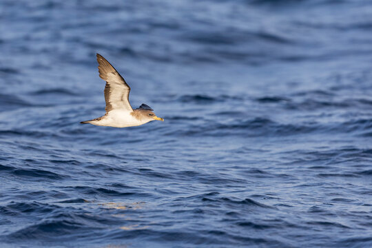 A Cory's shearwater (Calonectris borealis) in flight above the ocean.