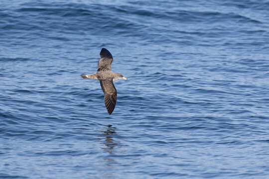 A Cory's shearwater (Calonectris borealis) in flight above the ocean.