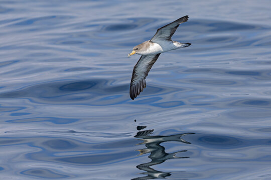A Cory's shearwater (Calonectris borealis) in flight above the ocean.